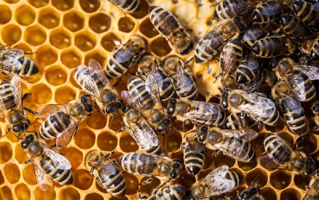 Comment se débarrasser d’un nid d’abeilles ?